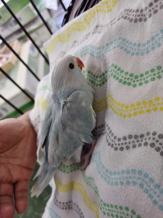 Canoga Discount Birds Picture 4