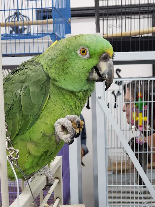 Canoga Discount Birds Picture 10