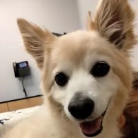 Banfield Pet Hospital ico