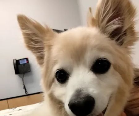 Banfield Pet Hospital