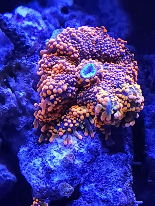 The Coral Enclave Picture 3