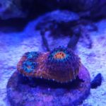 The Coral Enclave