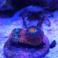 The Coral Enclave ico