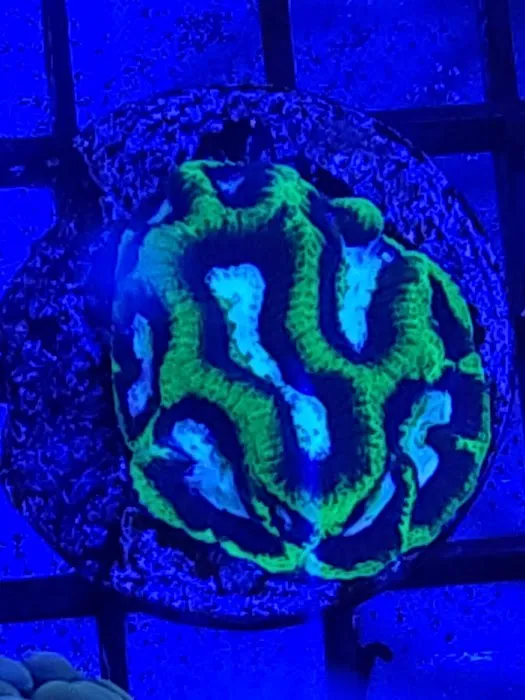 The Coral Enclave Picture 7