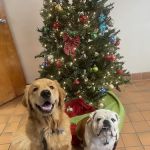 Norwalk Veterinary Hospital and The Boarding House