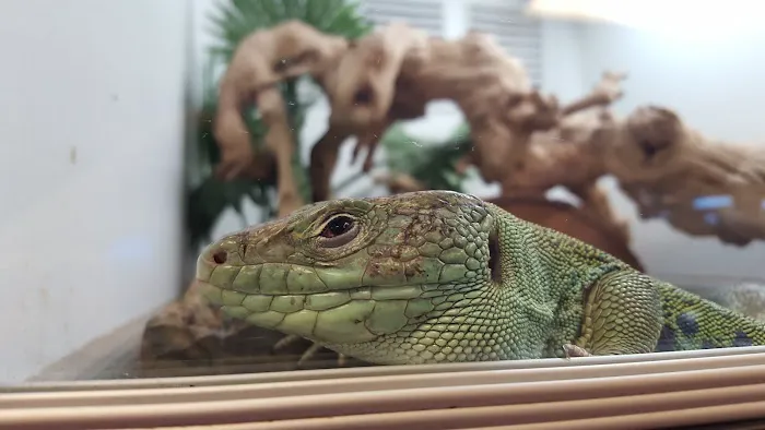 Exotic Life Fish & Reptiles Picture 5