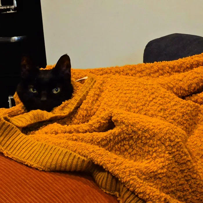 VCA Veterinary Referral and Emergency Center Picture 4