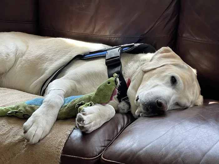 VCA Veterinary Referral and Emergency Center Picture 3