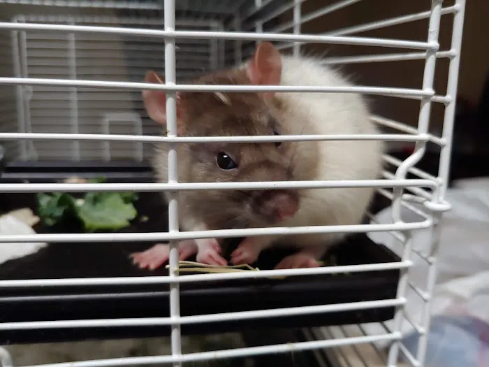 Elliott's Pet Emporium Picture 8