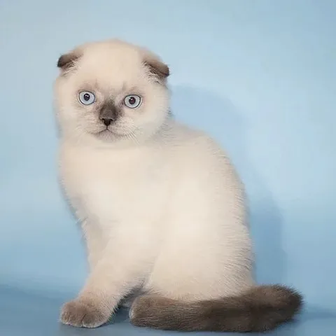 A Cat's Place Picture 8