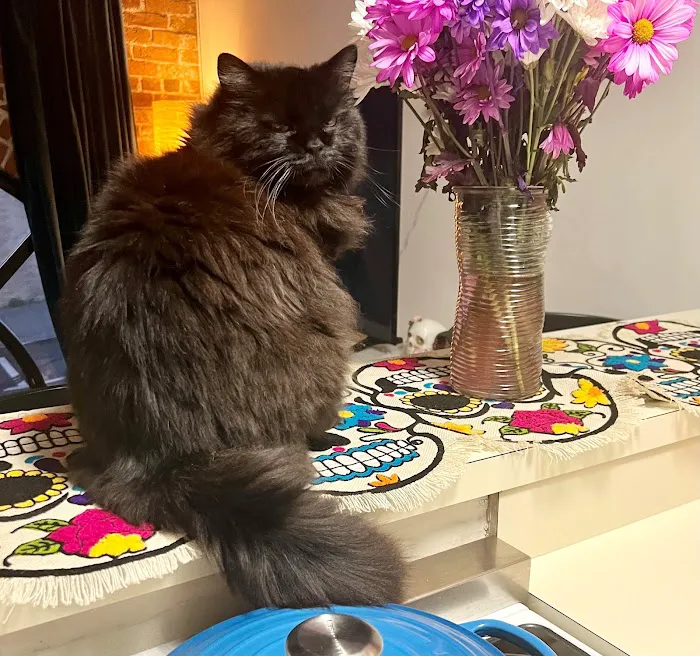 A Cat's Place Picture 10