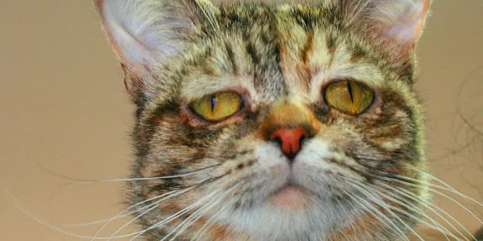 A Cat's Place Picture 2