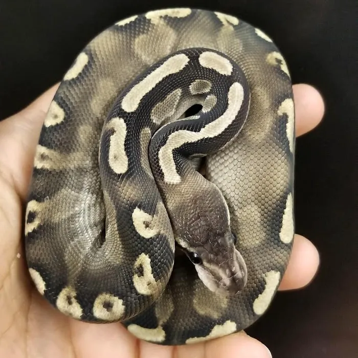 REPTILE FACTORY Picture 1