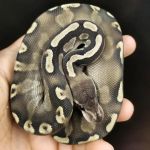 REPTILE FACTORY