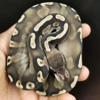REPTILE FACTORY ico