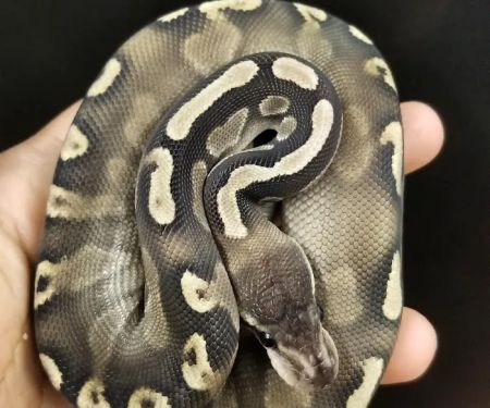 REPTILE FACTORY