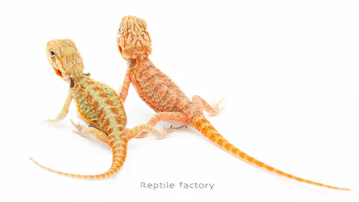 REPTILE FACTORY Picture 7