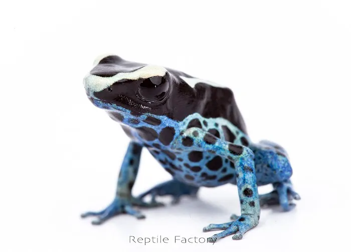 REPTILE FACTORY Picture 9