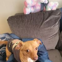 Elliotts For Pets ico