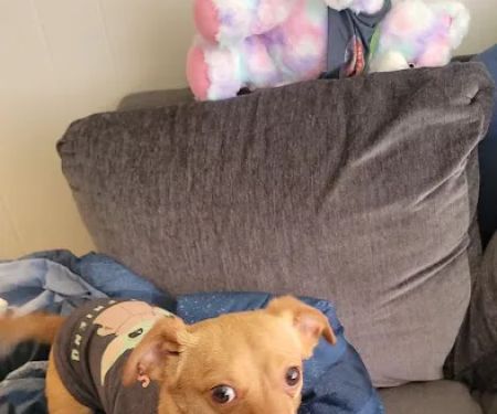 Elliotts For Pets