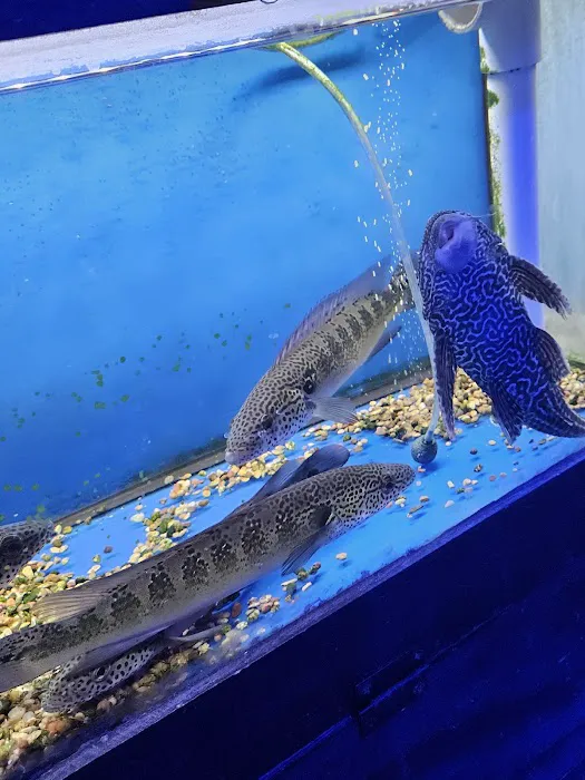 Pet World:Tropical Fish Picture 6