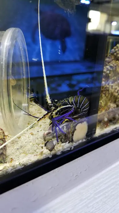 Pet World:Tropical Fish Picture 1