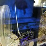 Pet World:Tropical Fish