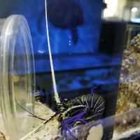 Pet World:Tropical Fish ico
