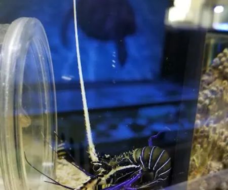 Pet World:Tropical Fish
