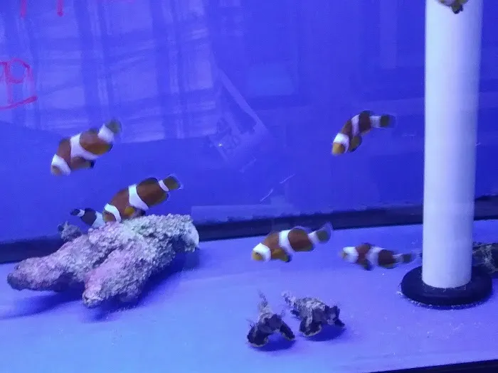 Pet World:Tropical Fish Picture 8