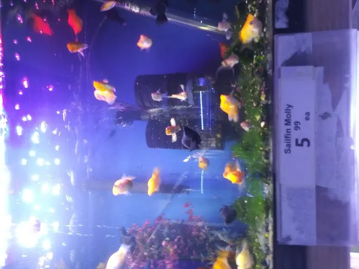 Pet World:Tropical Fish Picture 7