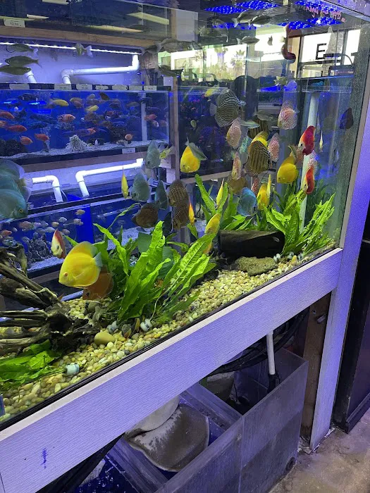 Pet World:Tropical Fish Picture 5