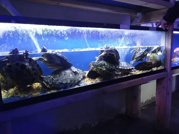 Pet World:Tropical Fish Picture 3