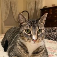Strawberry Hill Animal Hospital ico