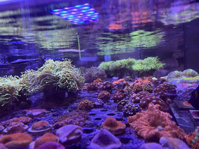 Law Office Aquariums Picture 4