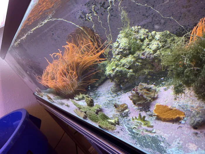 Law Office Aquariums Picture 2
