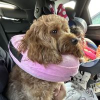 Value Pet Vet ico