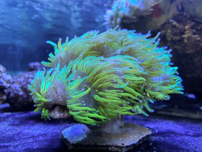 Reef Lounge Norco Picture 6