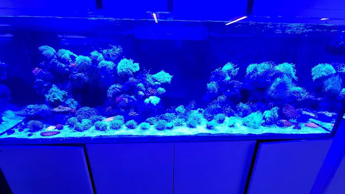 Reef Lounge Norco Picture 1