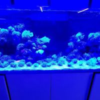 Reef Lounge Norco ico