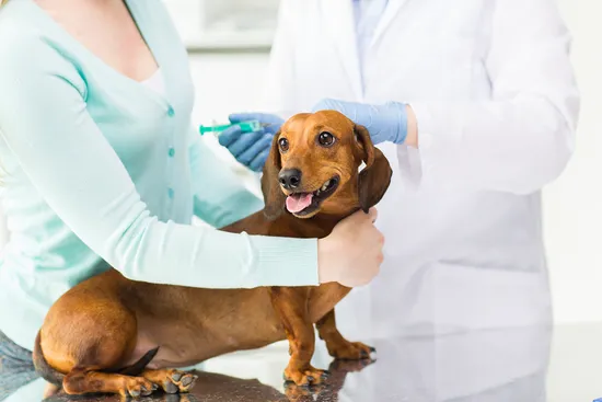 United Veterinary Center Norwalk Picture 1