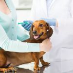 United Veterinary Center Norwalk