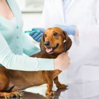 United Veterinary Center Norwalk ico