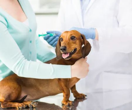 United Veterinary Center Norwalk