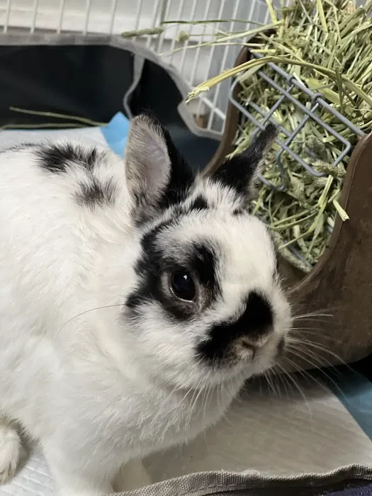 United Veterinary Center Norwalk Picture 5