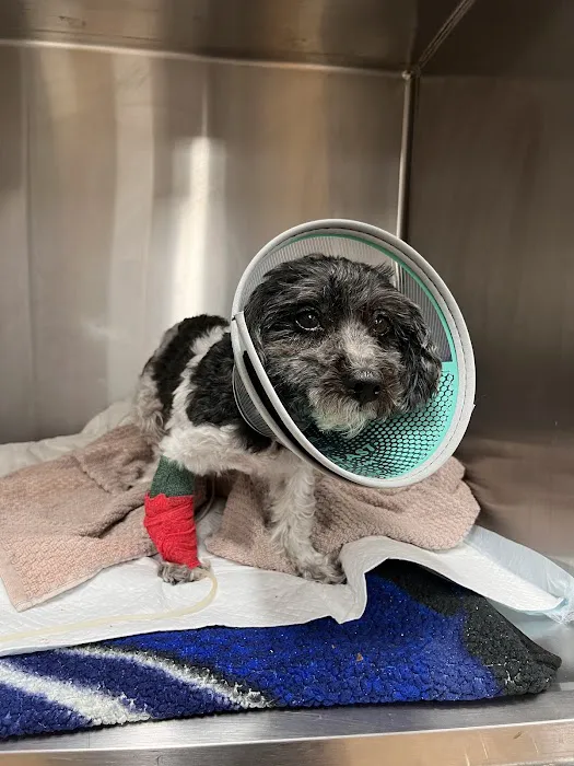 United Veterinary Center Norwalk Picture 8