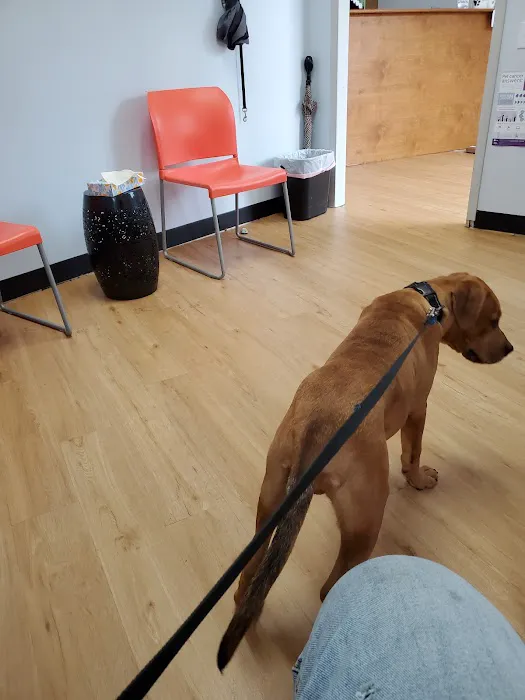 United Veterinary Center Norwalk Picture 7