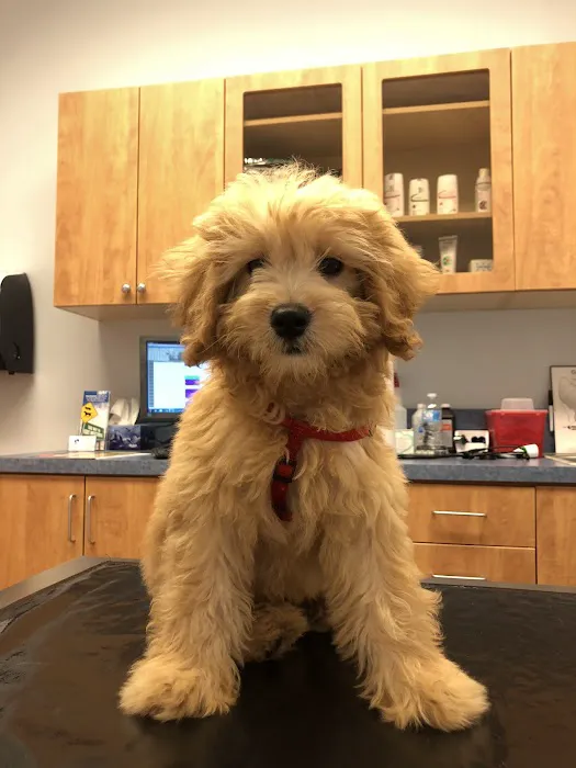 United Veterinary Center Norwalk Picture 6