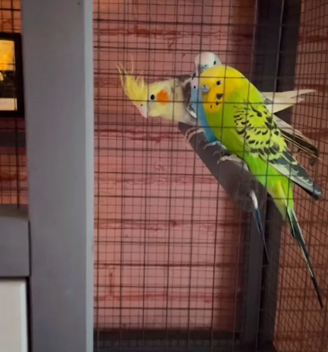 Brian's Exotic Birds Picture 7