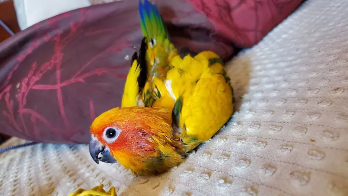 Brian's Exotic Birds Picture 4